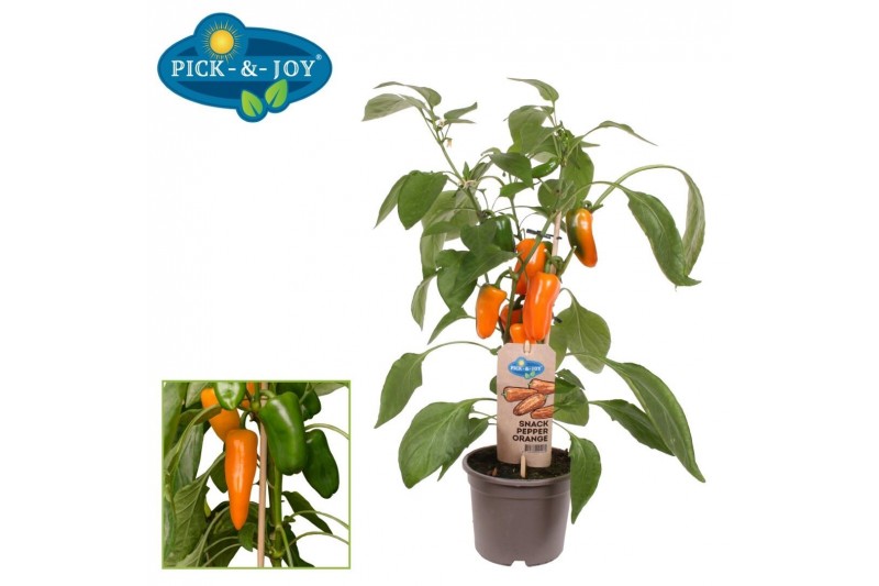 Capsicum annuum paprika pick&joy snack pepper orange Capsicum annuum paprika pick&joy snack pepper orange
