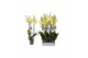 Phalaenopsis anthura volterra 3 tak - 22+ bloemen 