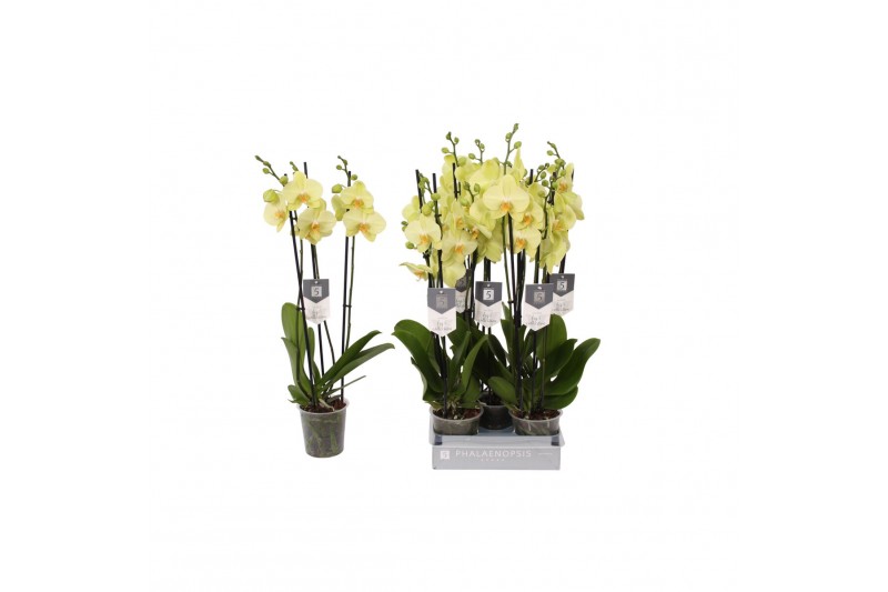 Phalaenopsis anthura volterra 3 tak - 22+ bloemen 