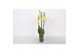 Phalaenopsis anthura volterra 3 tak - 22+ bloemen 