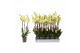 Phalaenopsis anthura volterra 3 tak - 22+ bloemen 