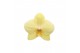 Phalaenopsis anthura volterra 3 tak - 22+ bloemen 
