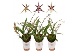 Oncidium titanium treasure mix 3/4 tak
