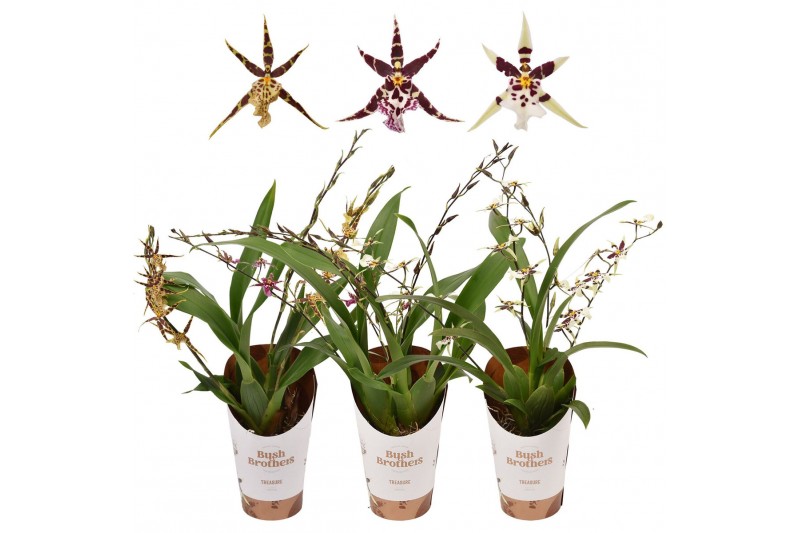Oncidium titanium treasure mix 3/4 tak Oncidium titanium treasure mix 3/4 tak