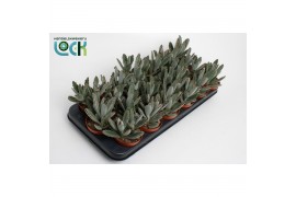 Succulenten Kalanchoë Tomatosa