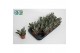 Succulenten Kalanchoë Tomatosa 