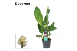 Canna alaska decorum