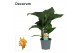 Canna island tenerife decorum 