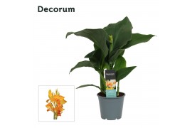Canna island tenerife decorum