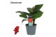 Canna island kreta decorum 