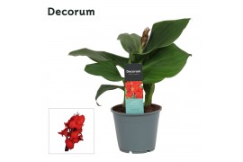 Canna island kreta decorum