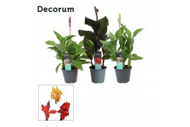Canna island serie mix decorum