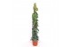 Scindapsus pictus trebie mosstok 