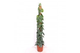Scindapsus pictus trebie mosstok