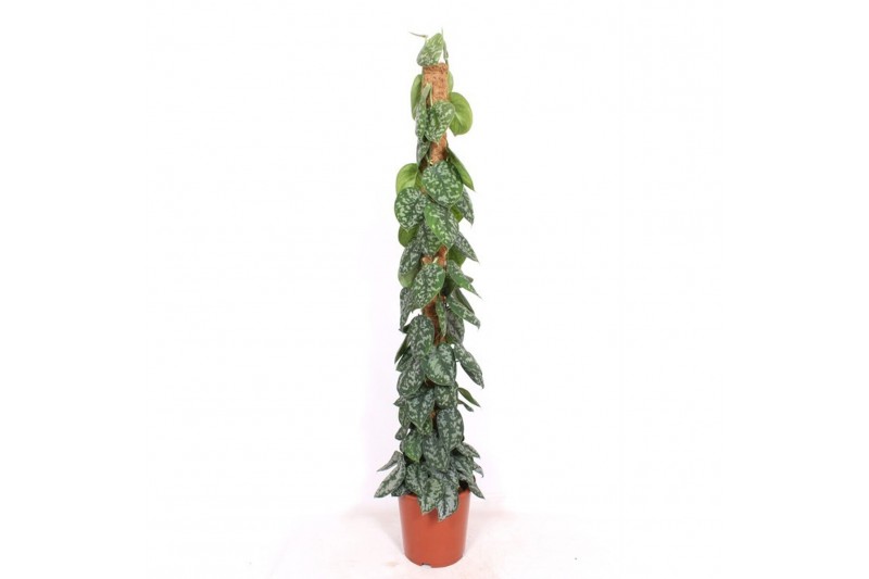 Scindapsus pictus trebie mosstok 