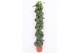 Scindapsus pictus trebie mosstok 