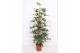 Philodendron pedatum piramide 