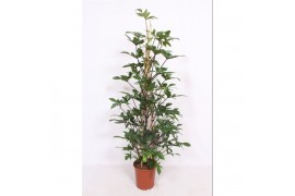 Philodendron pedatum piramide