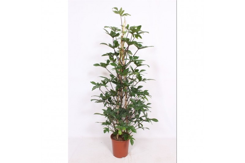 Philodendron pedatum piramide 