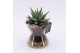 Arrangementen kamerplanten GRCR-2539 Green Essentials 1 pp 