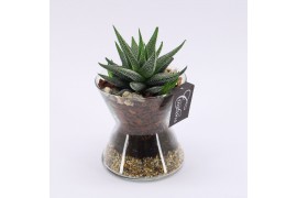 Arrangementen kamerplanten GRCR-2539 Green Essentials 1 pp