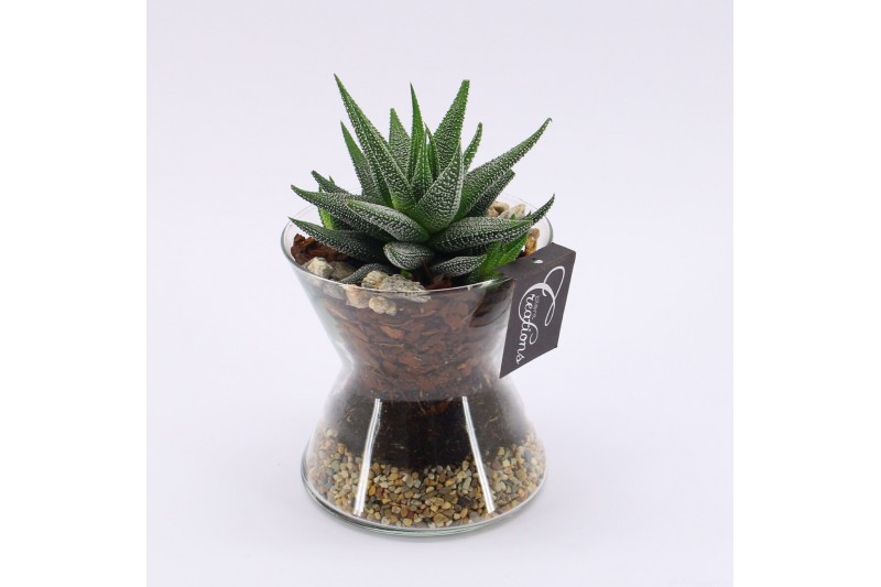 Arrangementen kamerplanten GRCR-2539 Green Essentials 1 pp 