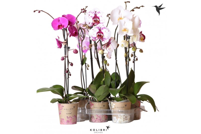 Phalaenopsis elegant cascade 1 tak niagara fall mix kolibri orchids 