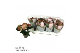 Hydrangea macr. elfy 3-5 Bloem