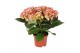 Hydrangea macr. elfy 3-5 Bloem 