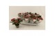 Hydrangea macr. elfy 3-5 Bloem 