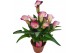 Zantedeschia Dynasty 