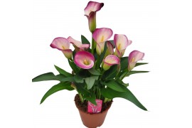 Zantedeschia Dynasty