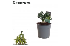 Albuca spiralis frizzle sizzle decorum