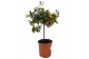 Citrus microcarpa Citrus kumquat "op stam" 