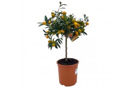 Citrus microcarpa Citrus kumquat "op stam"