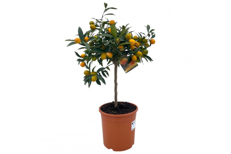 Citrus microcarpa Citrus kumquat "op stam" Citrus microcarpa Citrus kumquat "op stam"