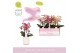Phalaenopsis multiflora mix 3 tak aromio mix in white molise aquo 