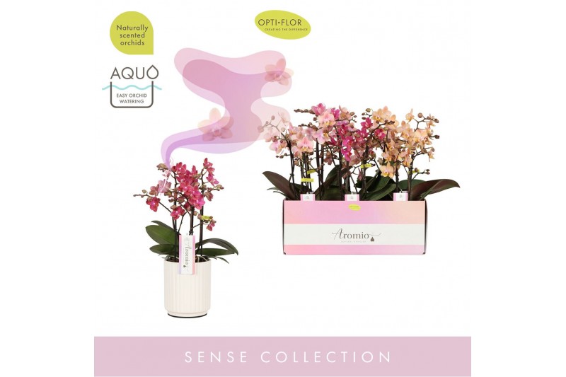 Phalaenopsis multiflora mix 3 tak aromio mix in white molise aquo 