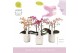Phalaenopsis multiflora mix 3 tak aromio mix in white molise aquo 