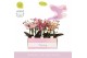 Phalaenopsis multiflora mix 3 tak aromio mix in white molise aquo 