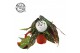 Begonia maculata +nederlands etiket 