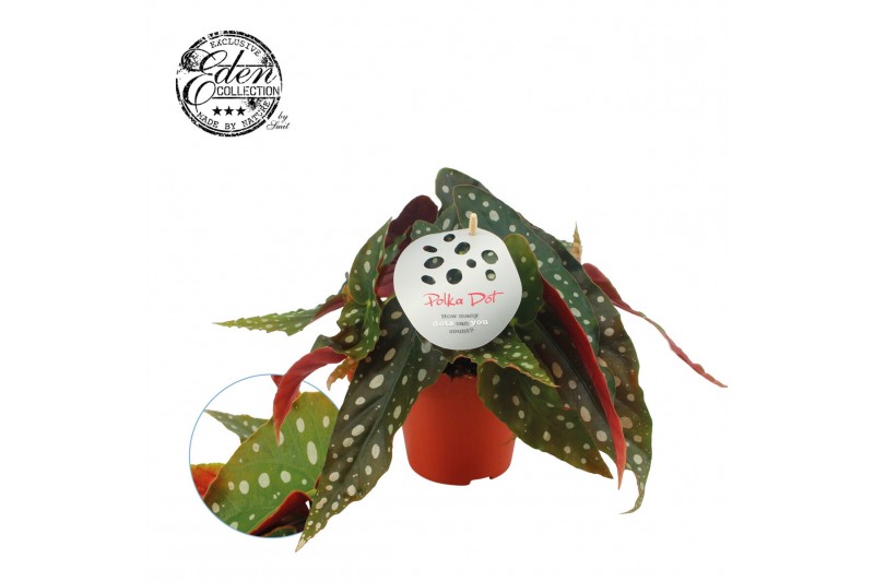 Begonia maculata +nederlands etiket 