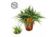 Chlorophytum comosum ocean 
