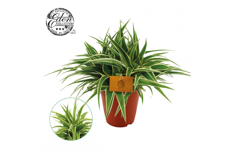 Chlorophytum comosum ocean 