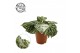 Begonia silver jewell 