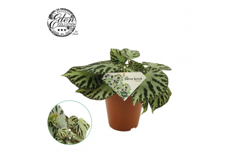Begonia silver jewell 