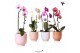 Phalaenopsis elegant cascade 1 tak niagara fall mix in glazed pot mix  