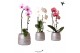 Phalaenopsis elegant cascade Kolibri Orchids Niagara fall mix 1 tak in 