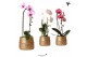 Phalaenopsis elegant cascade Kolibri Orchids Niagara fall mix 1 tak in 