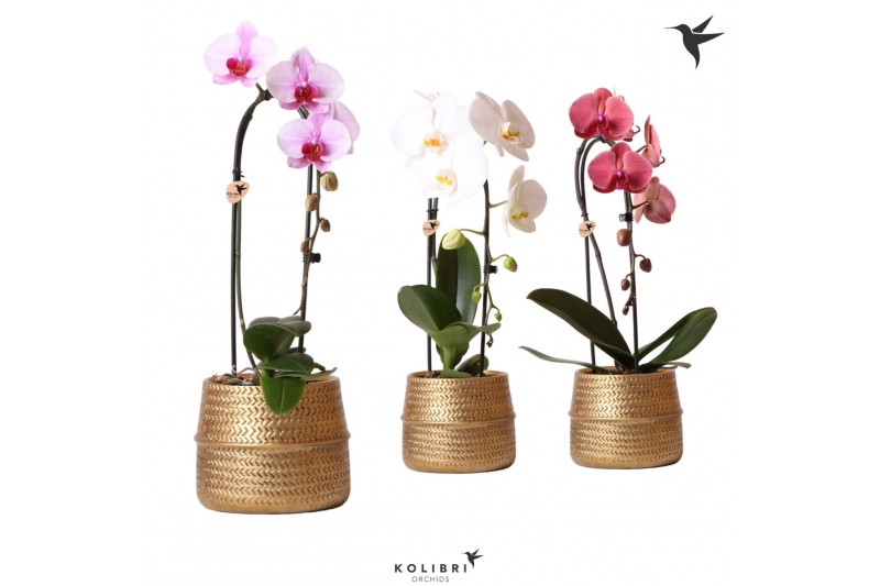 Phalaenopsis elegant cascade Kolibri Orchids Niagara fall mix 1 tak in 